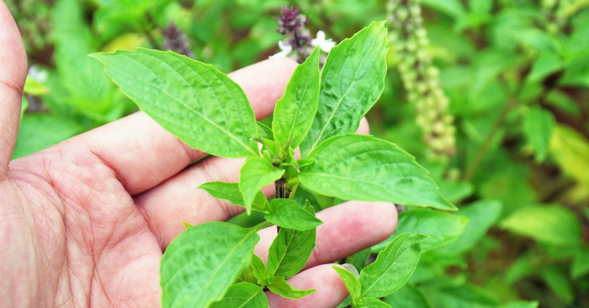 Lời khuyên đến tất cả các gia đình đang trồng cây húng quế