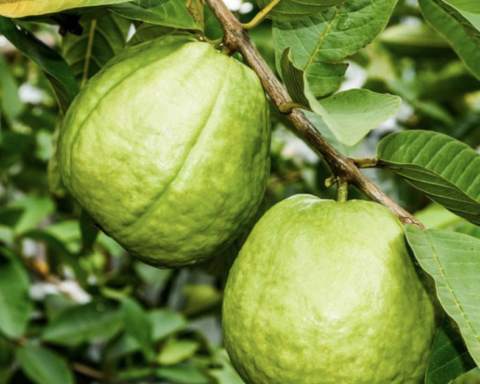 Lời khuyên đến tất cả các gia đình đang trồng cây ổi