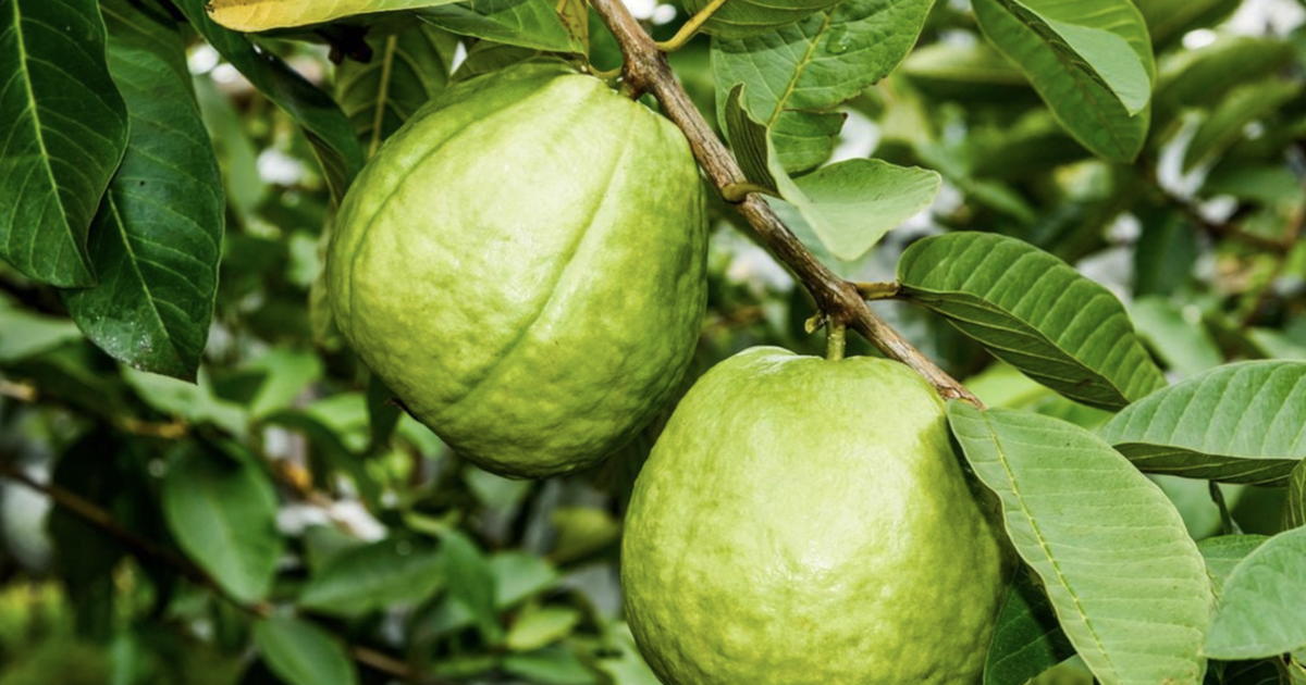 Lời khuyên đến tất cả các gia đình đang trồng cây ổi
