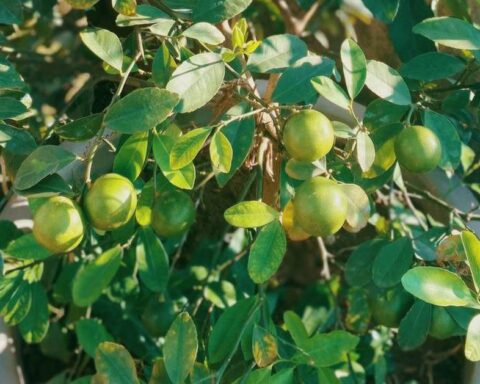 Lời khuyên đến tất cả các gia đình đang trồng cây chanh trong chậu