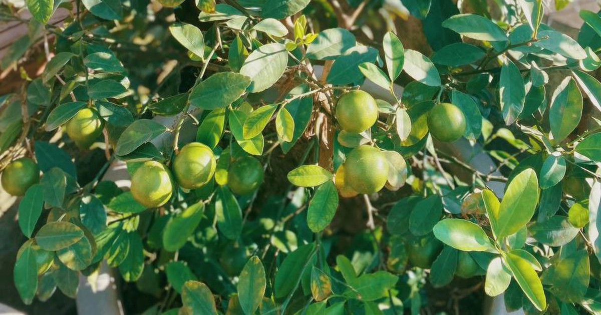 Lời khuyên đến tất cả các gia đình đang trồng cây chanh trong chậu