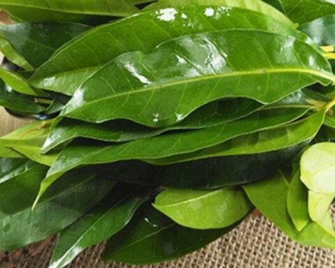 Nhà khoa học Việt nhận bằng sáng chế độc quyền từ lá vối: Thứ được tạo ra khiến nhiều người bất ngờ