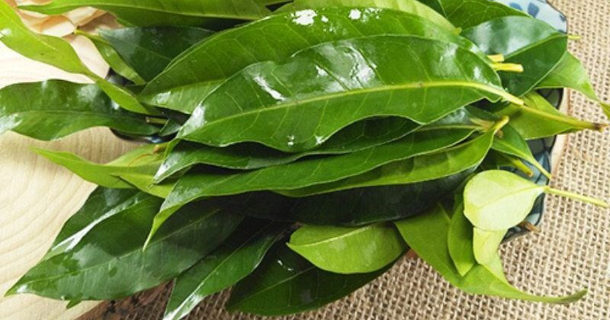 Nhà khoa học Việt nhận bằng sáng chế độc quyền từ lá vối: Thứ được tạo ra khiến nhiều người bất ngờ