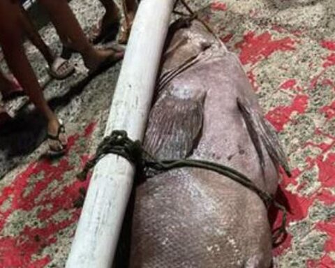 Ngư dân bắt được con cá mú khổng lồ nặng 130kg trên biển