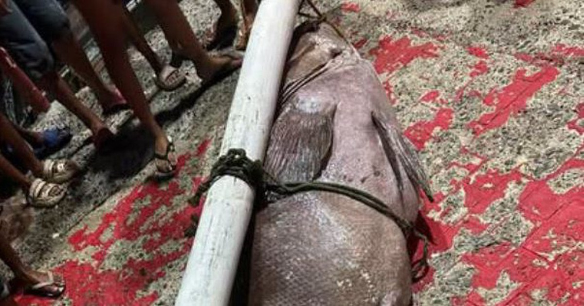 Ngư dân bắt được con cá mú khổng lồ nặng 130kg trên biển