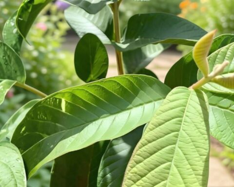 Lời khuyên dành cho tất cả những người hay uống nước lá ổi!