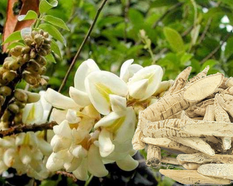 Dù bị can ngăn, anh nông dân quyết trồng loại củ ở độ sâu 20cm: 5 năm sau “báu vật tiền tỷ” xuất hiện