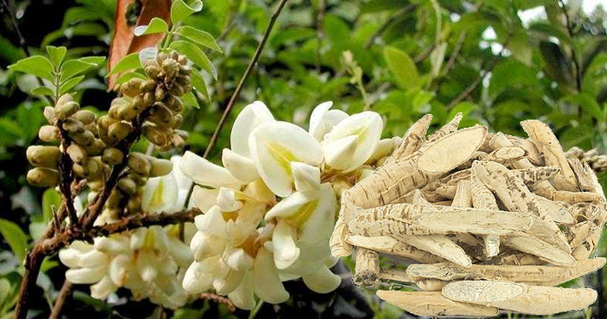 Dù bị can ngăn, anh nông dân quyết trồng loại củ ở độ sâu 20cm: 5 năm sau “báu vật tiền tỷ” xuất hiện