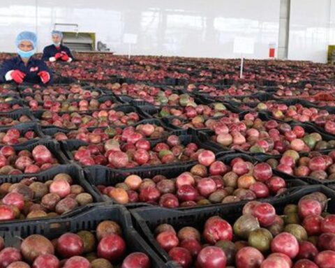 Loại quả “lọc” mỡ máu cực tốt, bán đầy chợ Việt giá chỉ từ 25.000 đồng/kg: EU ưa chuộng, xuất khẩu thu về hơn 116 triệu USD