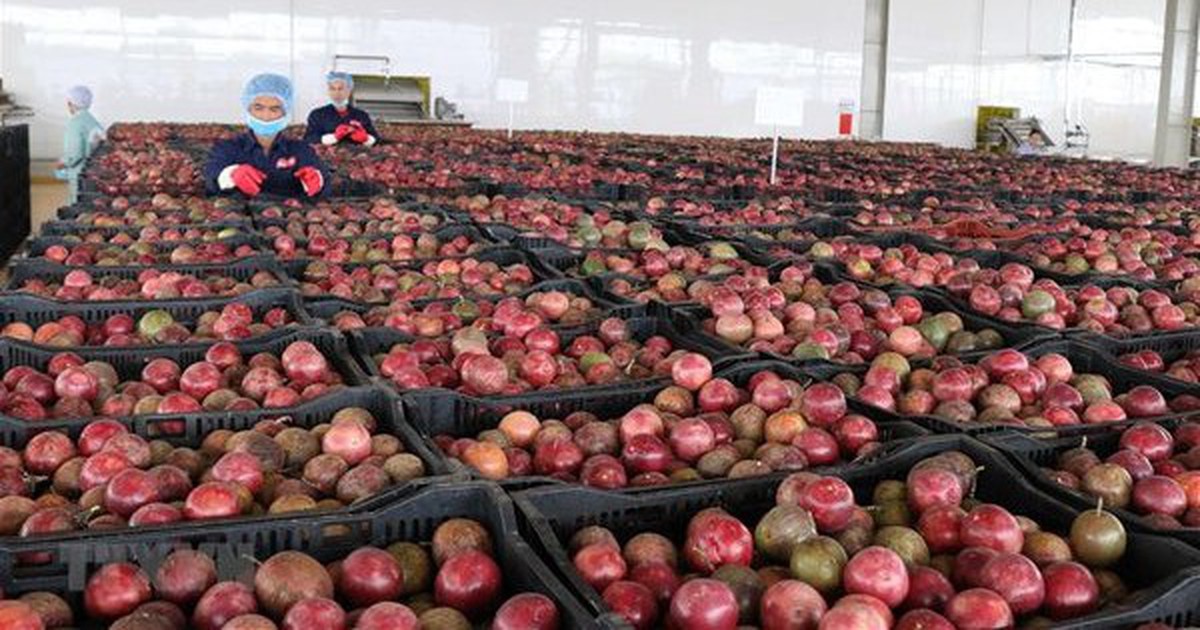 Loại quả “lọc” mỡ máu cực tốt, bán đầy chợ Việt giá chỉ từ 25.000 đồng/kg: EU ưa chuộng, xuất khẩu thu về hơn 116 triệu USD