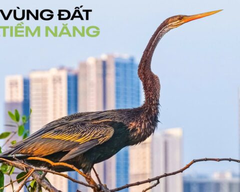 Chim có trong sách đỏ đua nhau kéo về khu đô thị ở TP.HCM: Được mệnh danh là ‘khu nhà giàu’, mật độ xây dựng chỉ 26%, dành 174 ha làm cây xanh và hồ nước
