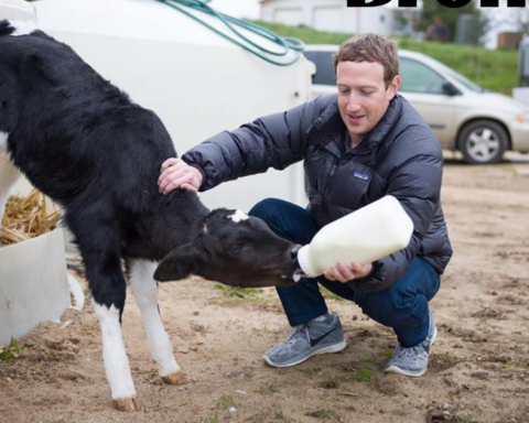 Trại bò của Mark Zuckerberg