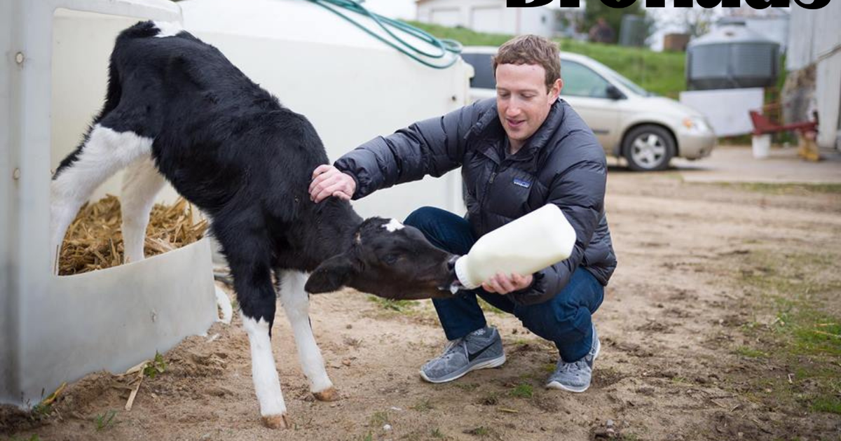 Trại bò của Mark Zuckerberg