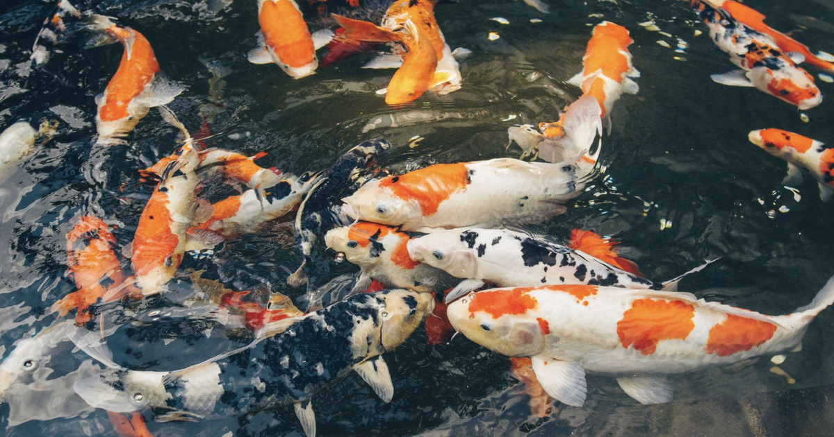 Vì sao chúng ta không ăn cá Koi?