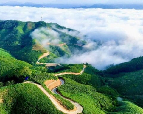 Siêu vùng 143.000ha của Việt Nam: Nắm giữ loài cây “chạm mây”, cứ trồng là hái ra tiền triệu USD