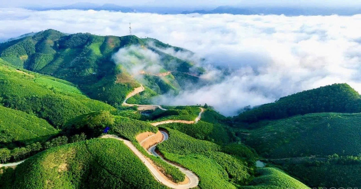 Siêu vùng 143.000ha của Việt Nam: Nắm giữ loài cây “chạm mây”, cứ trồng là hái ra tiền triệu USD