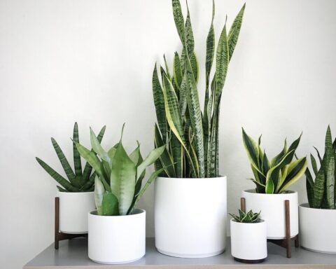 5 loại cây văn phòng giúp mắt đỡ mỏi khi nhìn màn hình máy tính