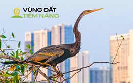 Chim có trong sách đỏ đua nhau kéo về một khu đô thị được mệnh danh là ‘khu nhà giàu’, mật độ xây dựng chỉ 26%, dành 174 ha làm cây xanh và hồ nước