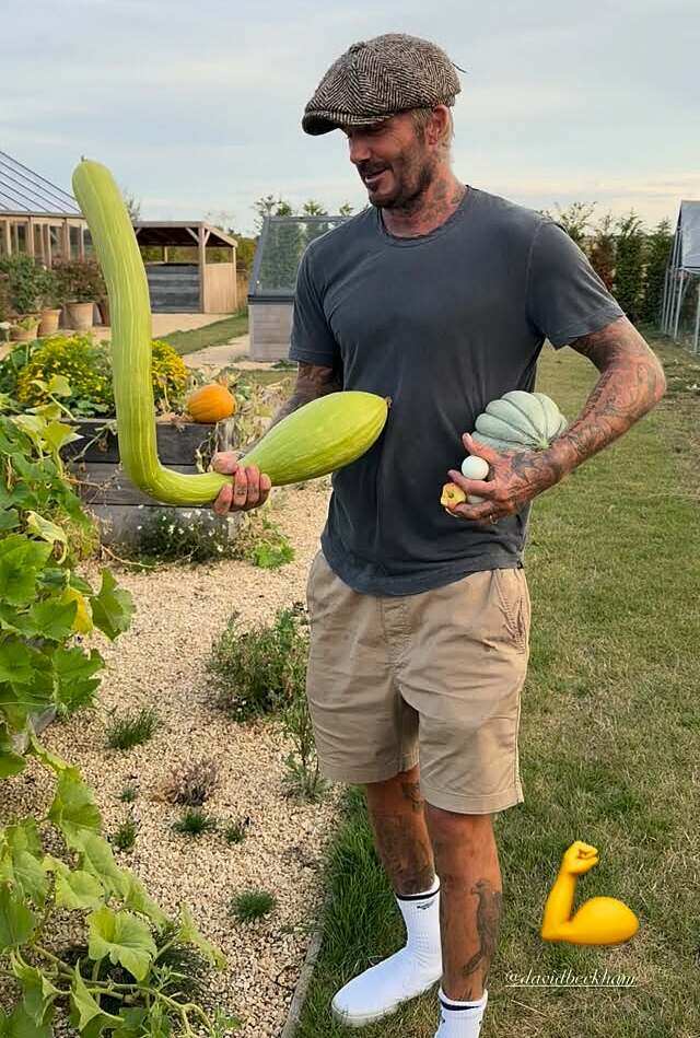Khu vườn trồng rau nuôi gà 350 tỷ của Beckham  - Ảnh 6.