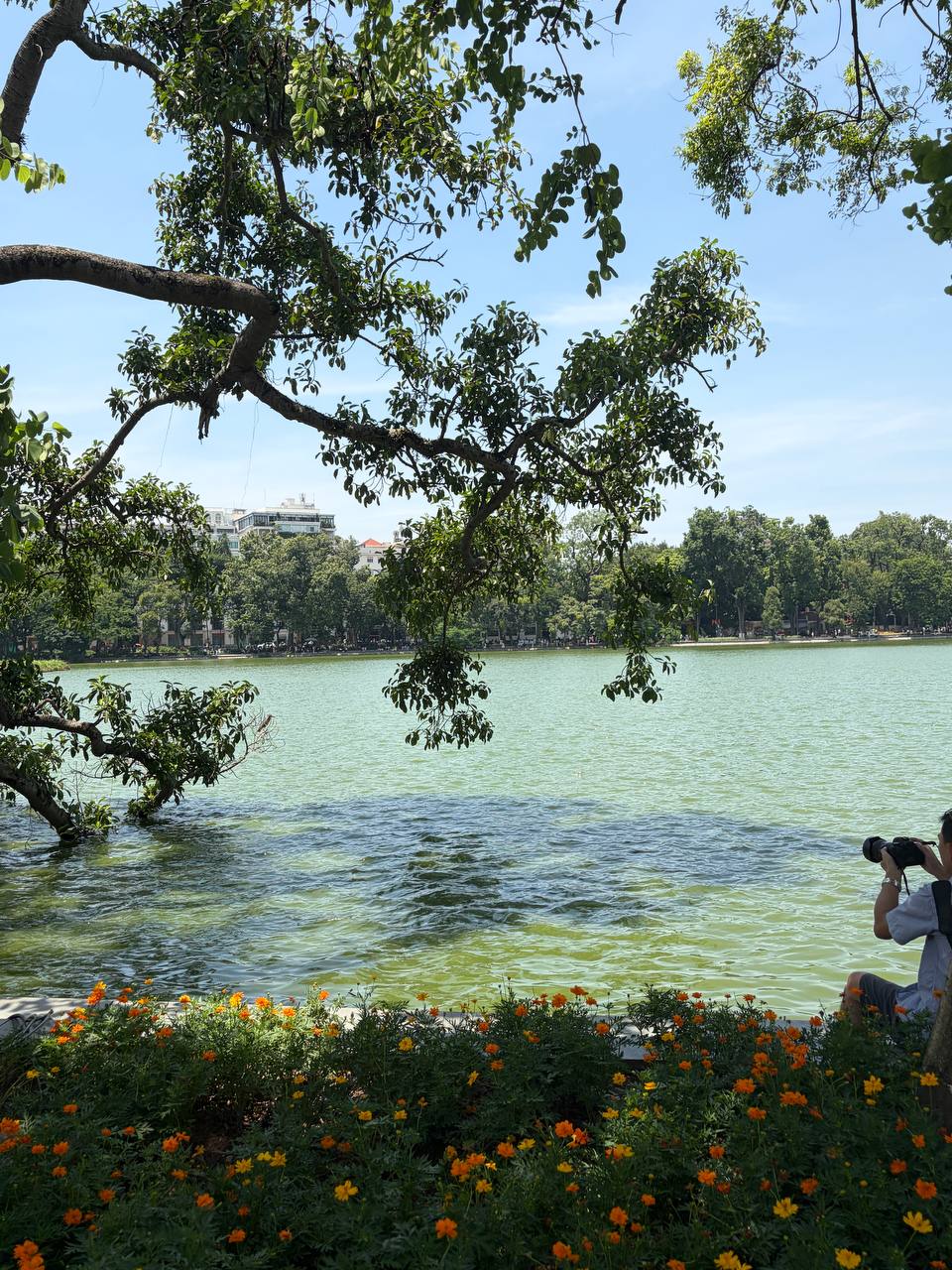 “Quyết không để các nàng thơ nhàm chán”: Hồ Gươm lại thay thảm hoa mới, Hà Nội dạo này thơ thế nhỉ! - Ảnh 1.