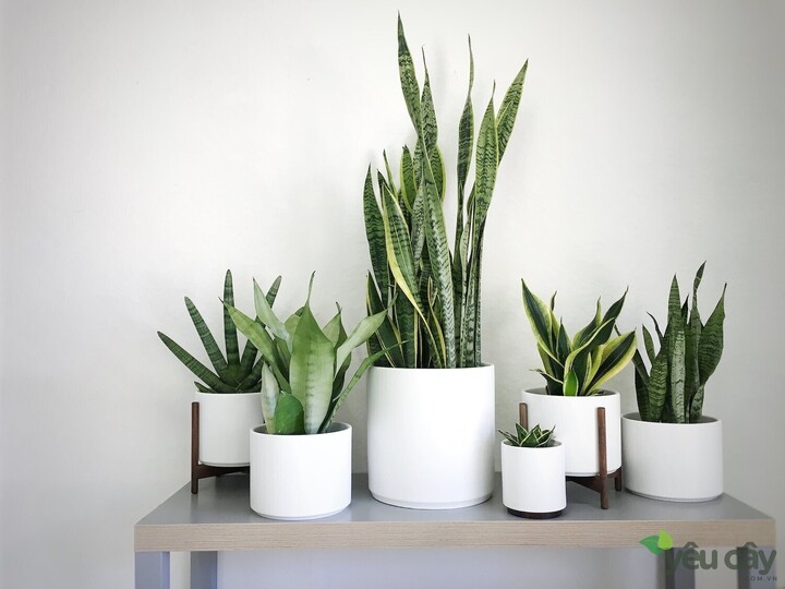 5 loại cây văn phòng giúp mắt đỡ mỏi khi nhìn màn hình máy tính- Ảnh 1.
