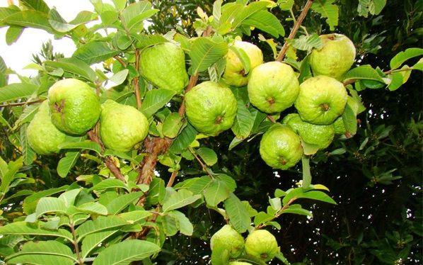 Lời khuyên đến tất cả những gia đình đang trồng cây mướp lấy quả! - Ảnh 5.