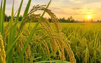 Ngày 23/9: Giá lúa tươi và gạo nguyên liệu tăng giảm trái chiều