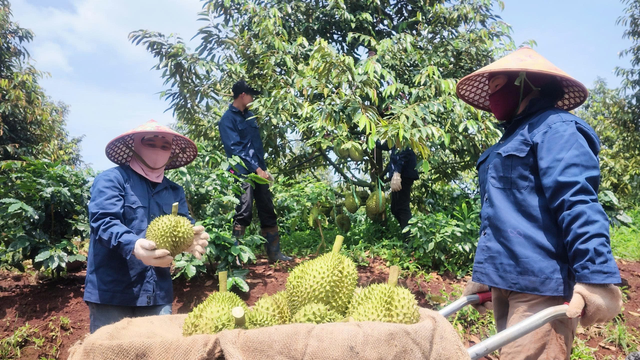 IPO HGI đạt số lượng đặt mua 100%, công ty của Bầu Đức thu hút nhà đầu tư- Ảnh 2. IPO HGI đạt số lượng đặt mua 100%, công ty của Bầu Đức thu hút nhà đầu tư- Ảnh 2.
