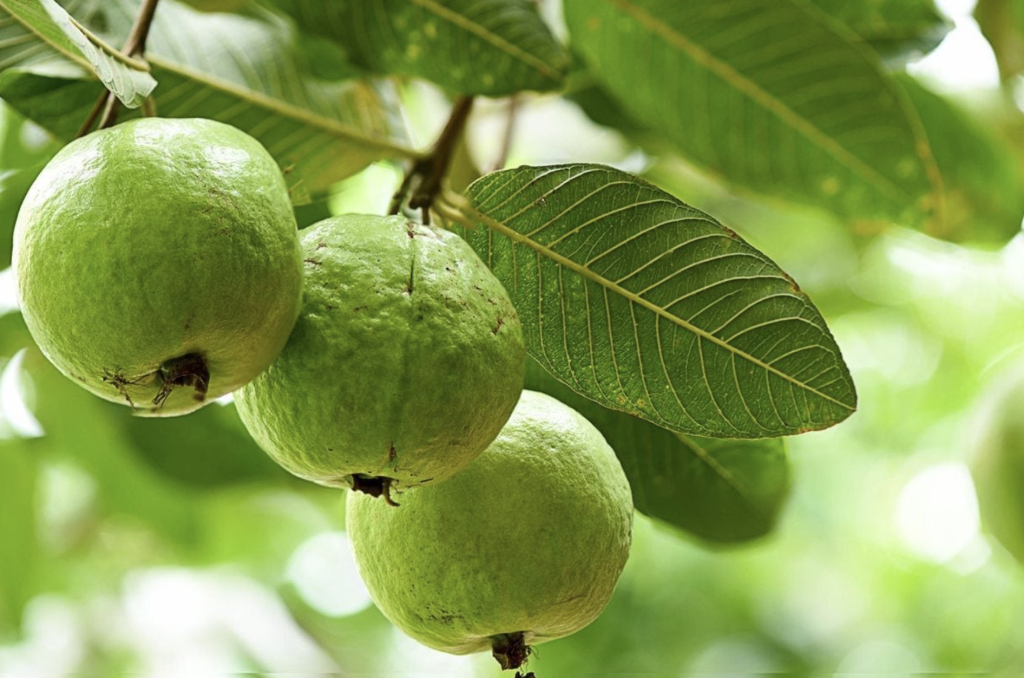 Lời khuyên đến tất cả các gia đình đang trồng cây ổi- Ảnh 2.