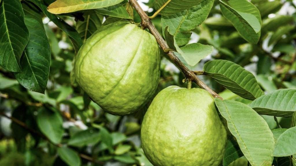 Lời khuyên đến tất cả các gia đình đang trồng cây ổi- Ảnh 1.
