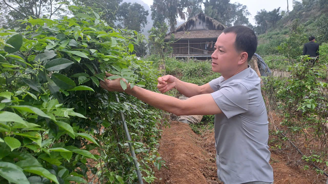 Dù bị can ngăn, anh nông dân quyết trồng loại củ ở độ sâu 20cm: 5 năm sau "báu vật tiền tỷ" xuất hiện - Ảnh 3.