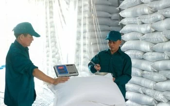 Xuất cấp hơn 5.567 tấn gạo dự trữ hỗ trợ học sinh Xuất cấp hơn 5.567 tấn gạo dự trữ hỗ trợ học sinh