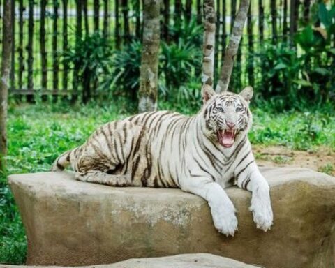 Tỷ phú Phạm Nhật Vượng tuyển người phát thức ăn cho hổ, báo, sư tử…thậm chí bơi cùng nàng tiên cá