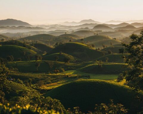Có một nơi cách Hà Nội hơn 100km, sở hữu hàng trăm đồi chè nối tiếp nhau được ví như “Vịnh Hạ Long giữa lòng trung du”, sáng săn mây, đêm ngắm dải Ngân Hà