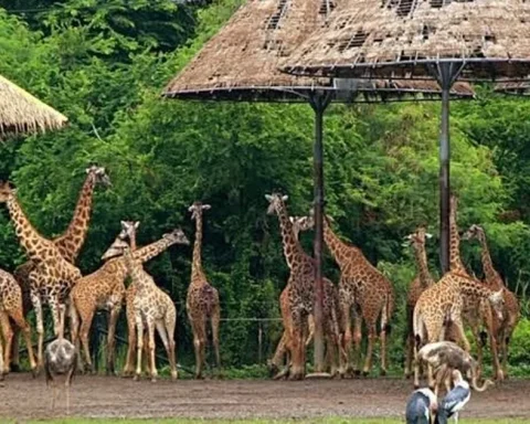 Sở Tài chính Hà Nội nói về dự án Safari Ba Vì