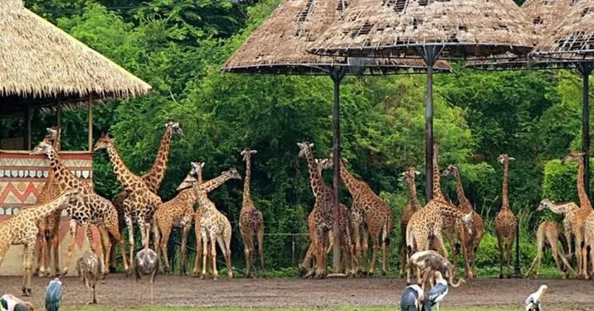 Sở Tài chính Hà Nội nói về dự án Safari Ba Vì