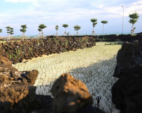Độc đáo những bờ đá trên các thửa ruộng bậc thang ở đảo tiền tiêu Lý Sơn