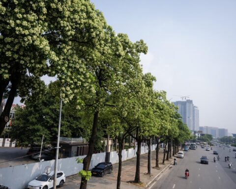 Hoa sữa nở rộ, tỏa hương đậm đặc khắp Hà Nội: Người dân dùng vòi nước phun rụng, đóng kín cửa vẫn không thoát mùi