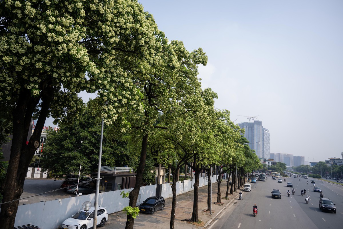 Hoa sữa nở rộ, tỏa hương đậm đặc khắp Hà Nội: Người dân dùng vòi nước phun rụng, đóng kín cửa vẫn không thoát mùi