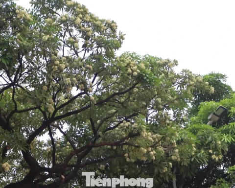 Hà Nội yêu cầu cắt tỉa ngay hoa sữa vì mùi quá nồng