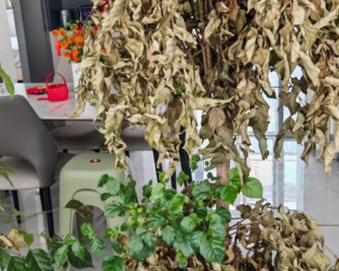 Nhà chật đừng vội trách thiếu mét vuông: VỨT 4 thứ vô dụng này đi, không gian rộng ra trông thấy