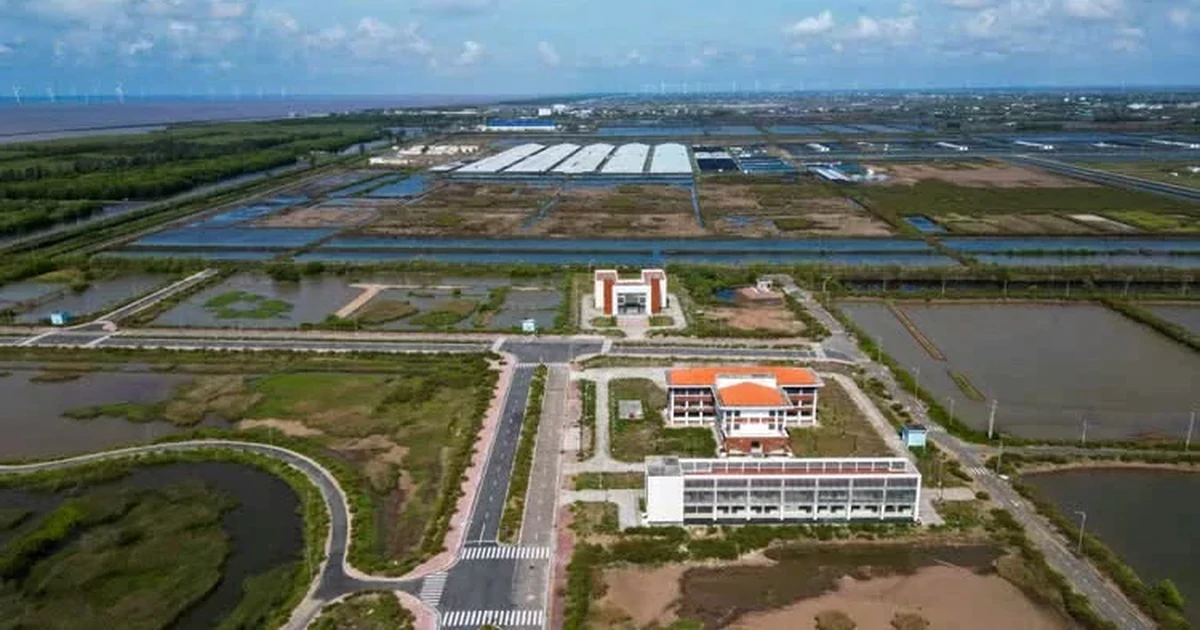 Lý do khu công nghệ cao phát triển tôm Bạc Liêu ‘lụt’ 9 năm