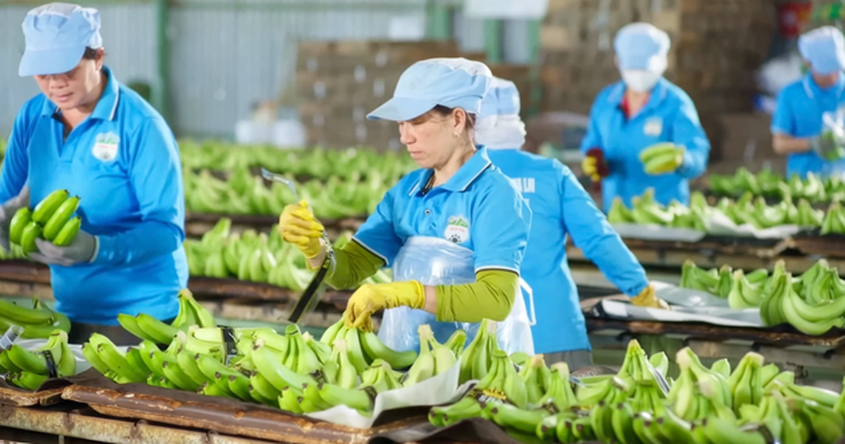 Cổ phiếu của HAGL Invest sắp được giao dịch trên UPCoM