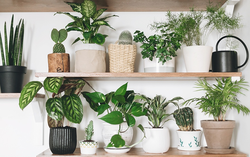  (Ảnh: Gardening Know How)