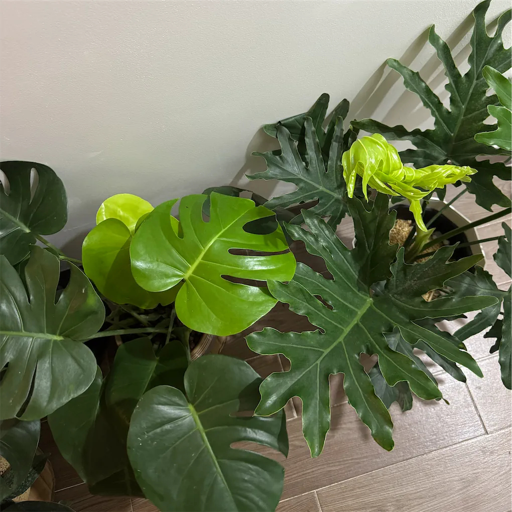 Lương 15 triệu/tháng, cặp đôi ở Hà Nội chọn thuê nhà 9 triệu thay vì căn 6,5 triệu: Đằng sau là một phép tính khác- Ảnh 5.